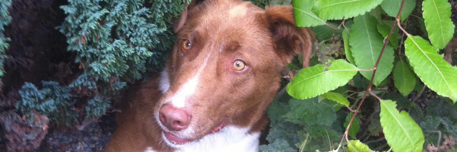 David Caldwell banner