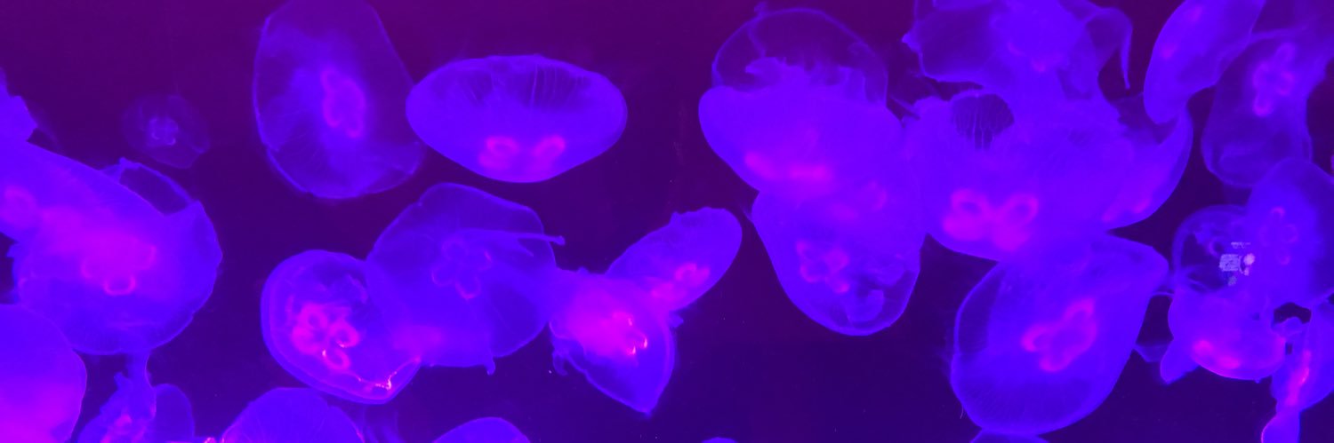 Maddy Swinglehurst banner