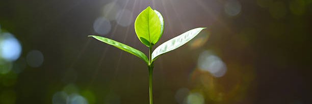 Pearl Green Initiative banner