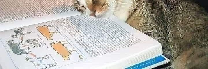 sophia jogou sudoku hj?? banner