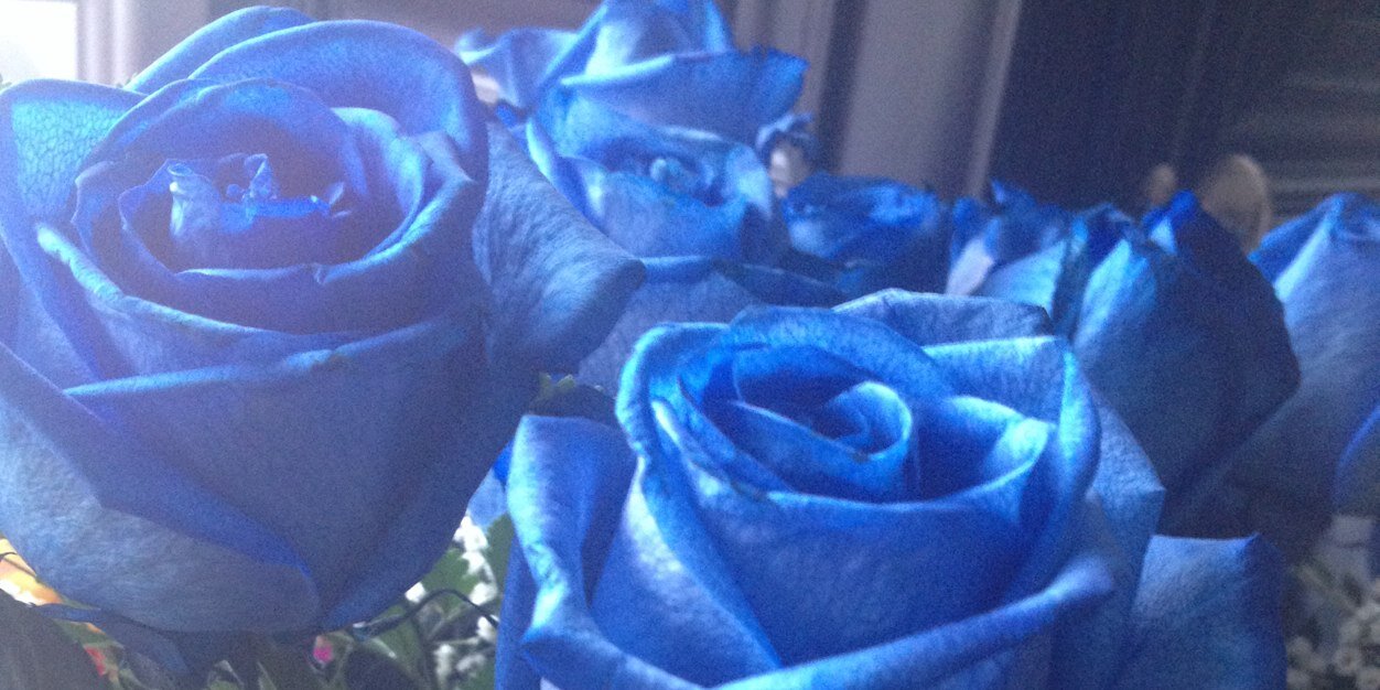 Tammana95's profile banner image