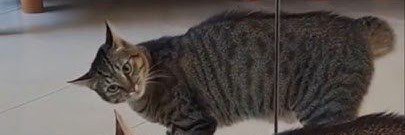catfaunaflicks's profile banner image