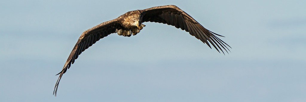 025falcon's profile banner image