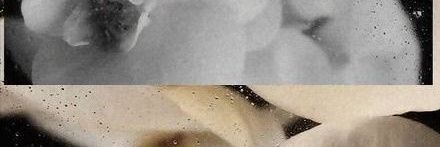 Deeya Cattleya M. banner