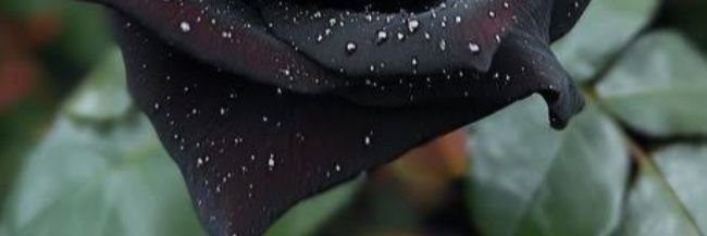 Aya banner
