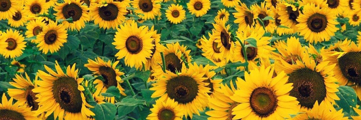 chanters4's profile banner image