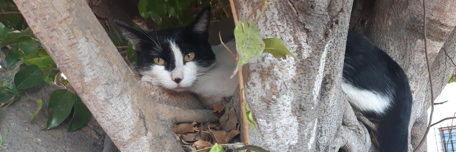 pireypi's profile banner image