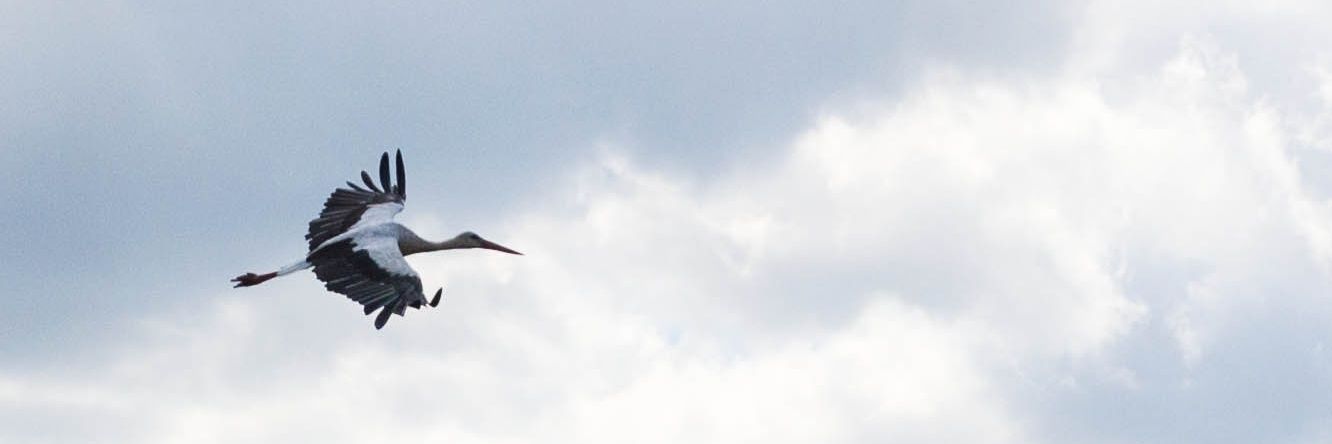 SPOk13's profile banner image