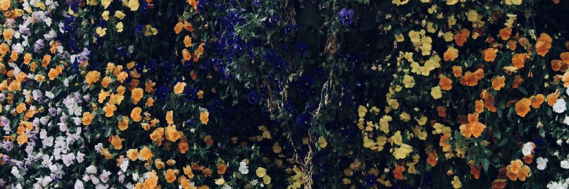 RochiiNovoa's profile banner image
