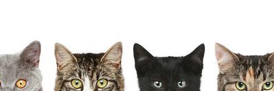 Michi Lin banner