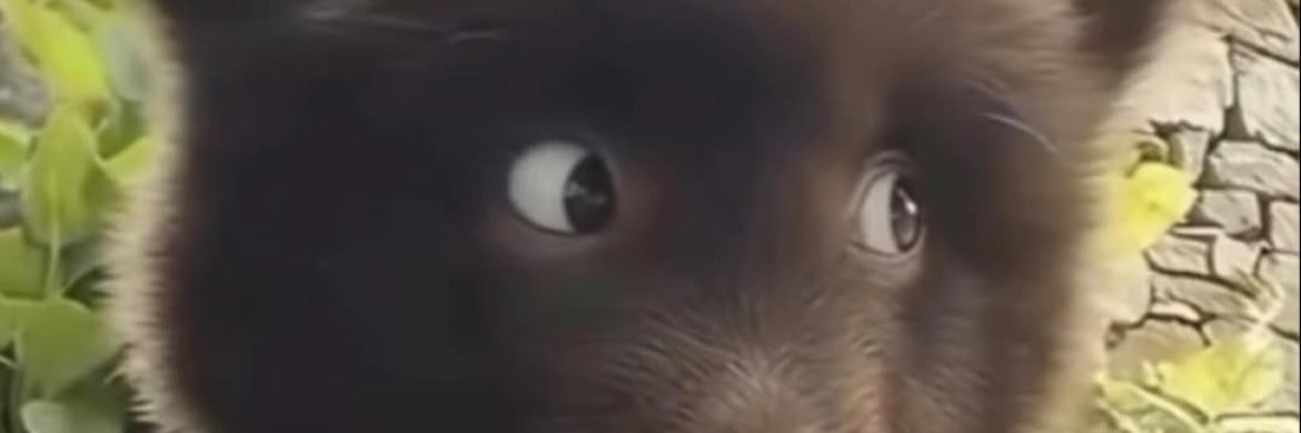 Sleepy Cordero banner