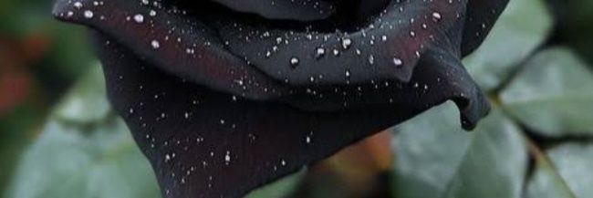Umma banner