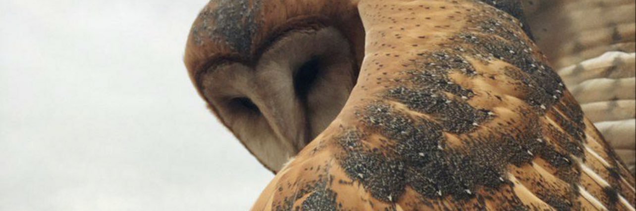 garretgleffe's profile banner image