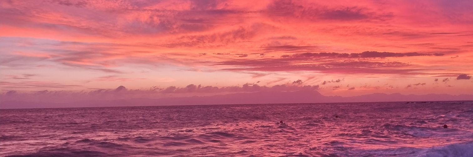 Flamingo banner