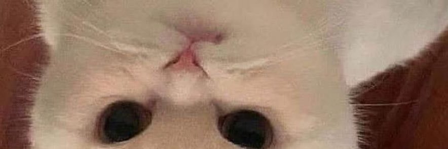Basictwinkk banner