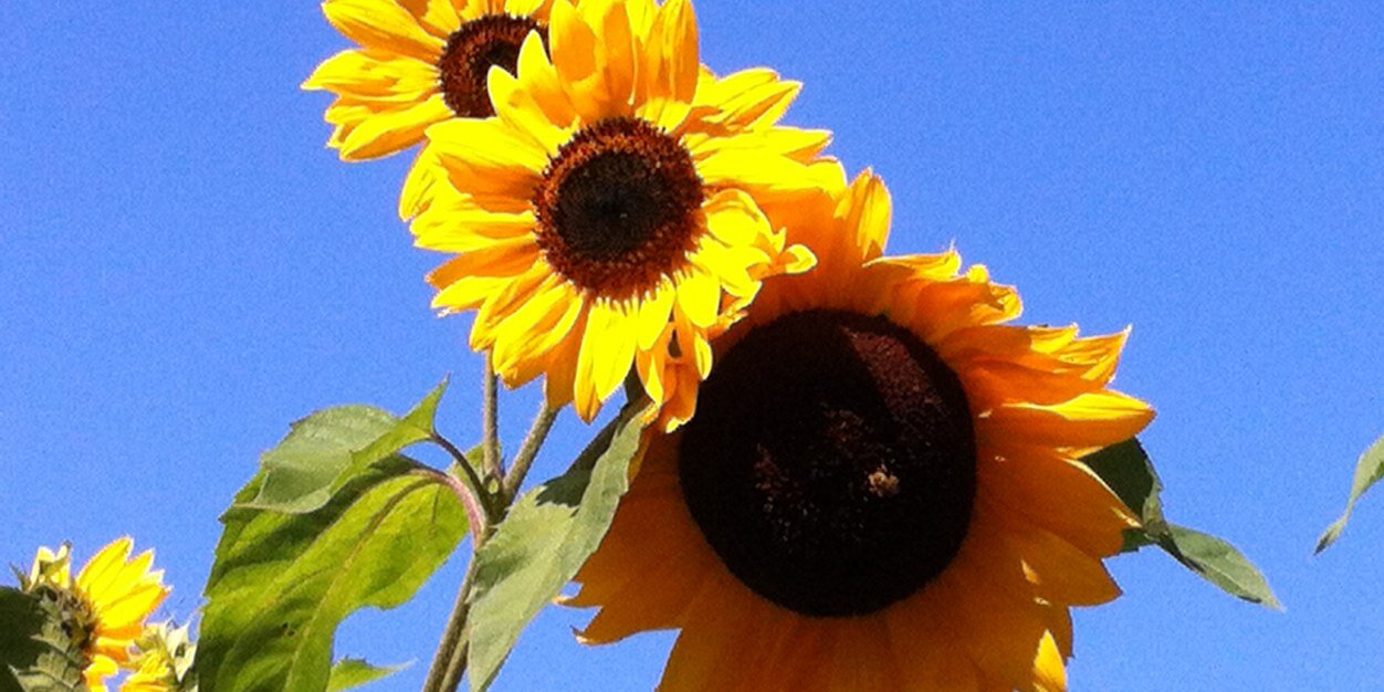 drsusan59's profile banner image