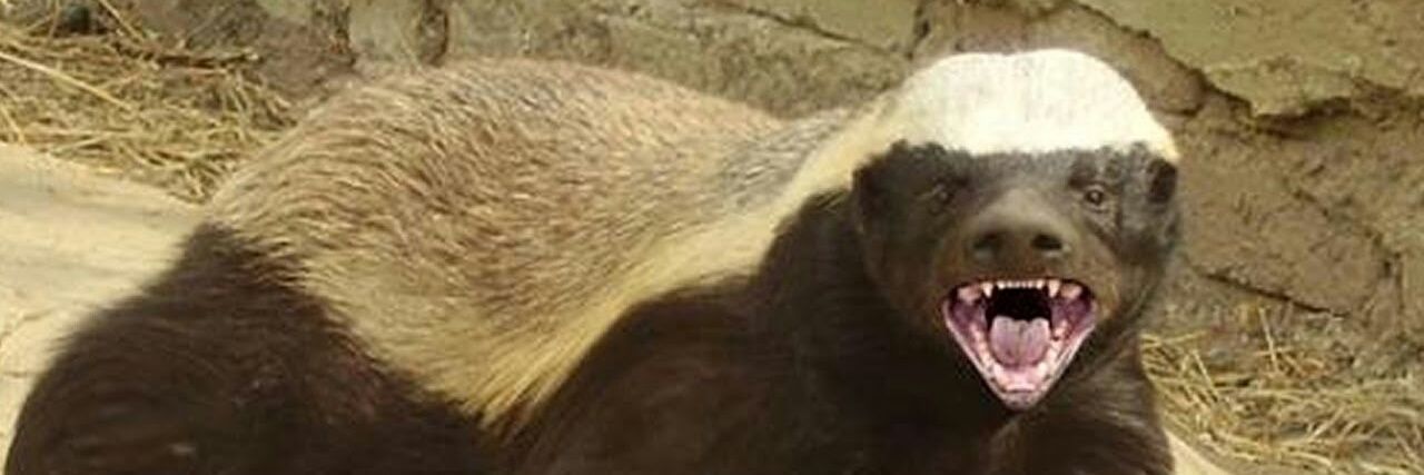 HoneyBadger banner