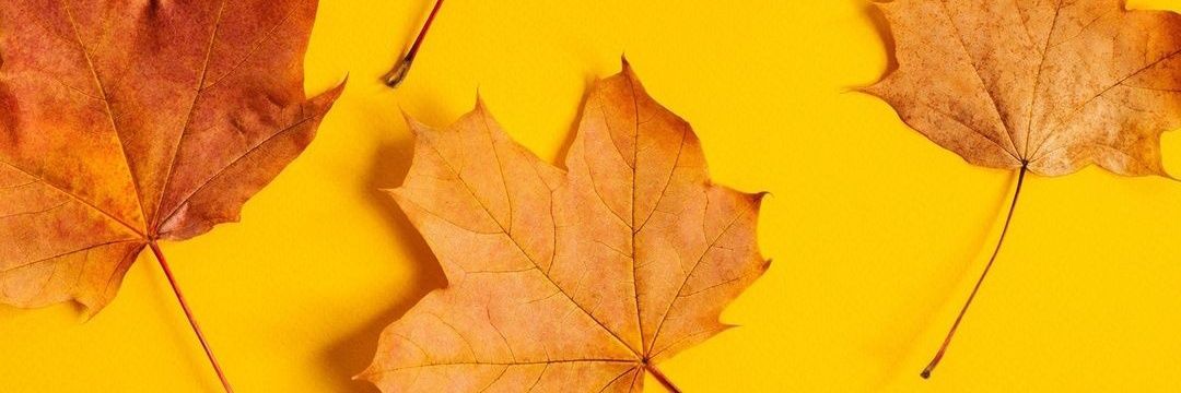 muerdopoquito's profile banner image