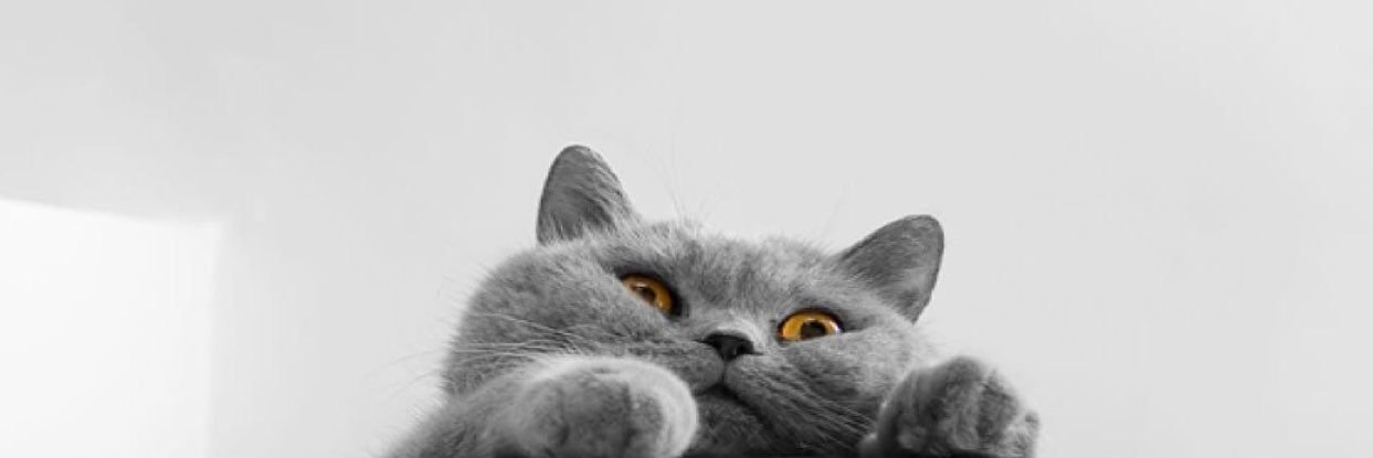 tweocco's profile banner image