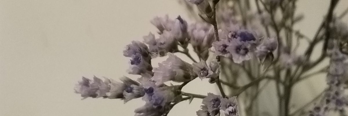 Alas de plata ✨🪽 banner