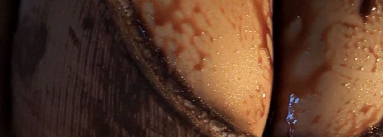 Reshuqueeny5's profile banner image