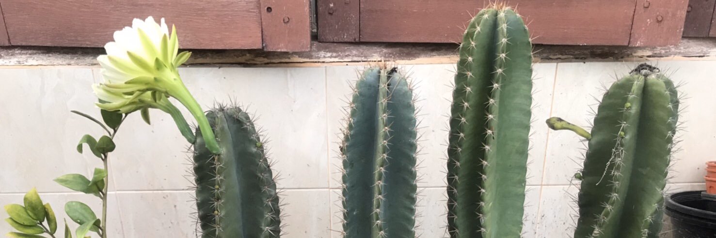 BellzyDaisy's profile banner image