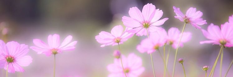 かのん🫧 banner