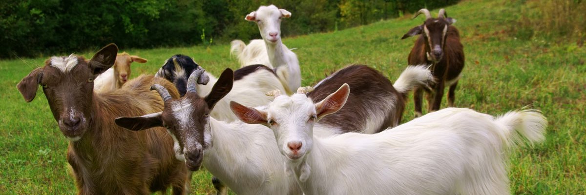 Abdul’s Goat banner