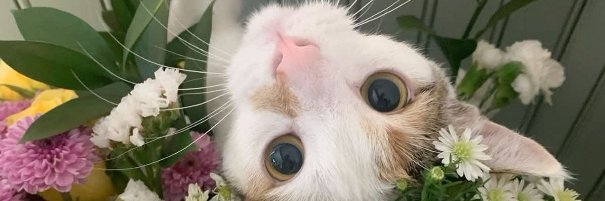 dwikyia putri ayunia banner