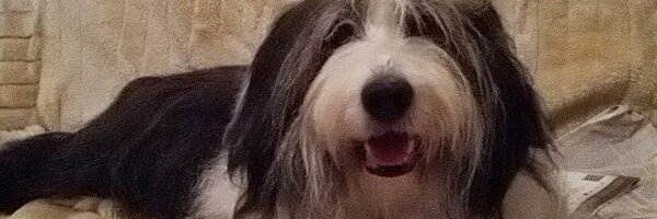 daisybruni Profile Banner