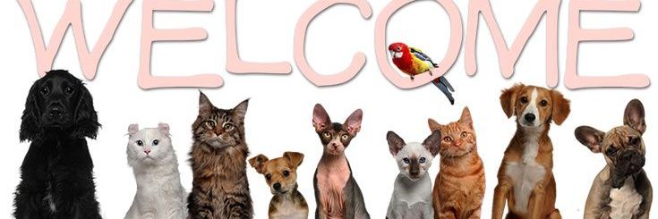 _animalsX's profile banner image
