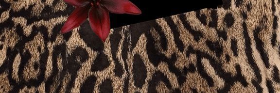 sweshazz's profile banner image