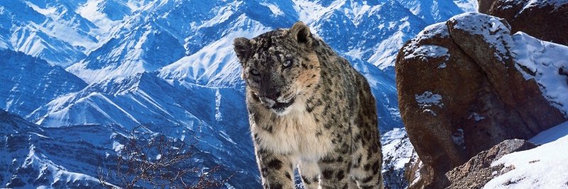 Wildlife_Stuff's profile banner image