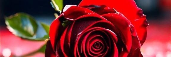 Love birds 🕊️🕊️ banner