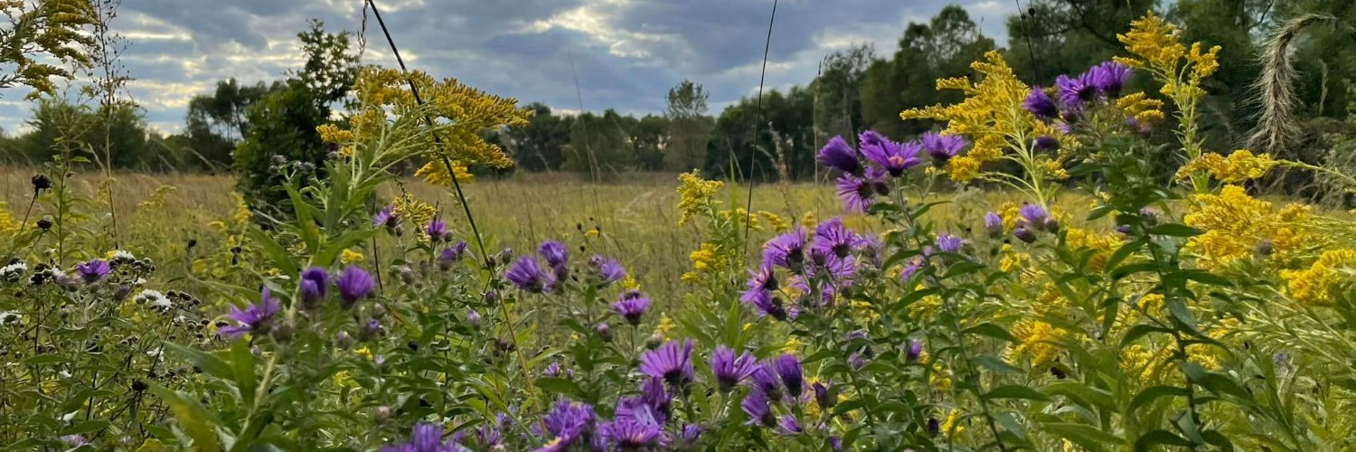 Emily Matchar banner
