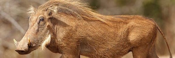 crazy_warthog's profile banner image