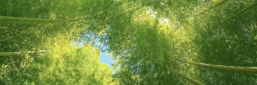 ziye banner