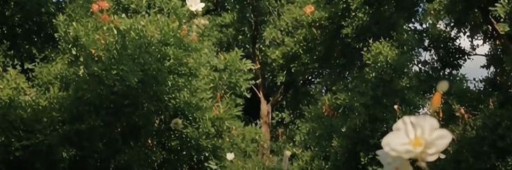 Y N banner
