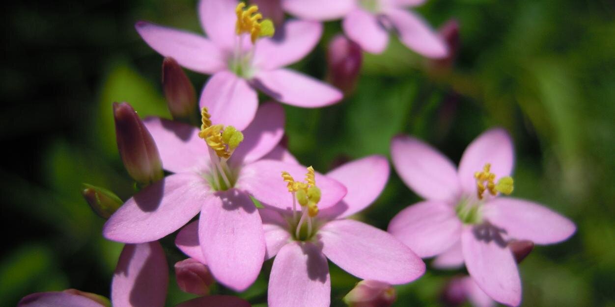 Bluetengarten's profile banner image