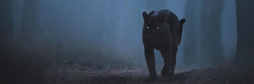 Kinslamb's profile banner image
