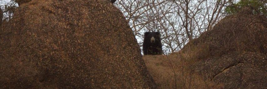 slothbear2026's profile banner image