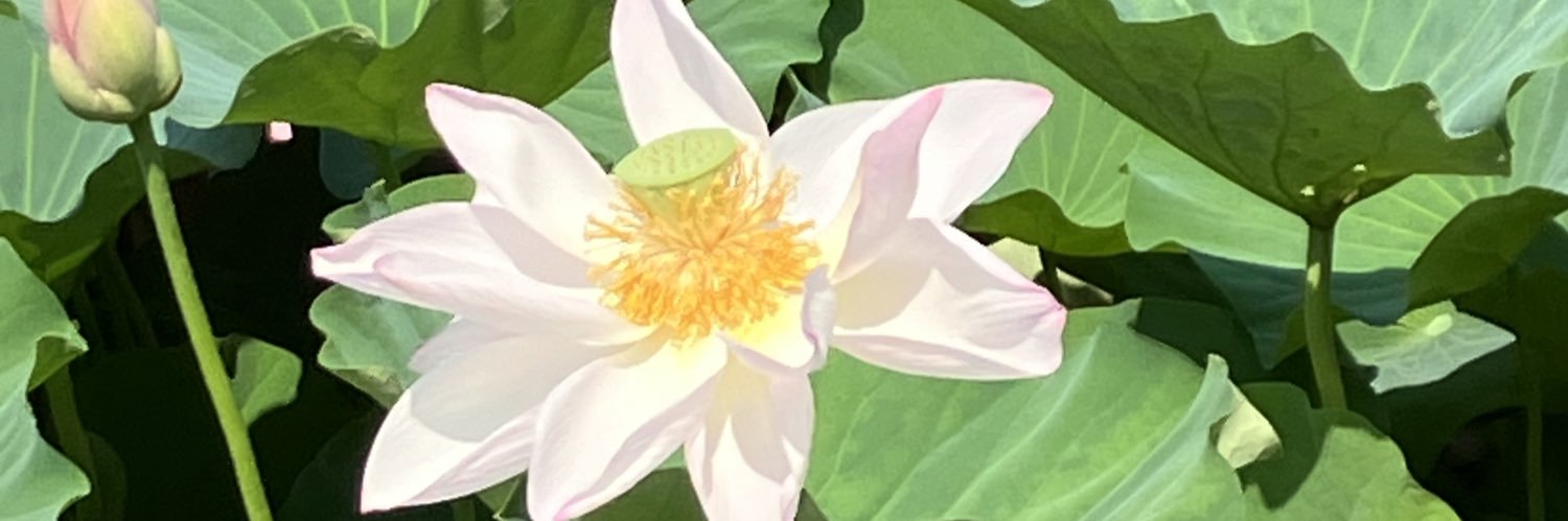 ふぉすふぃあ banner