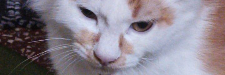 Ingeuartia's profile banner image