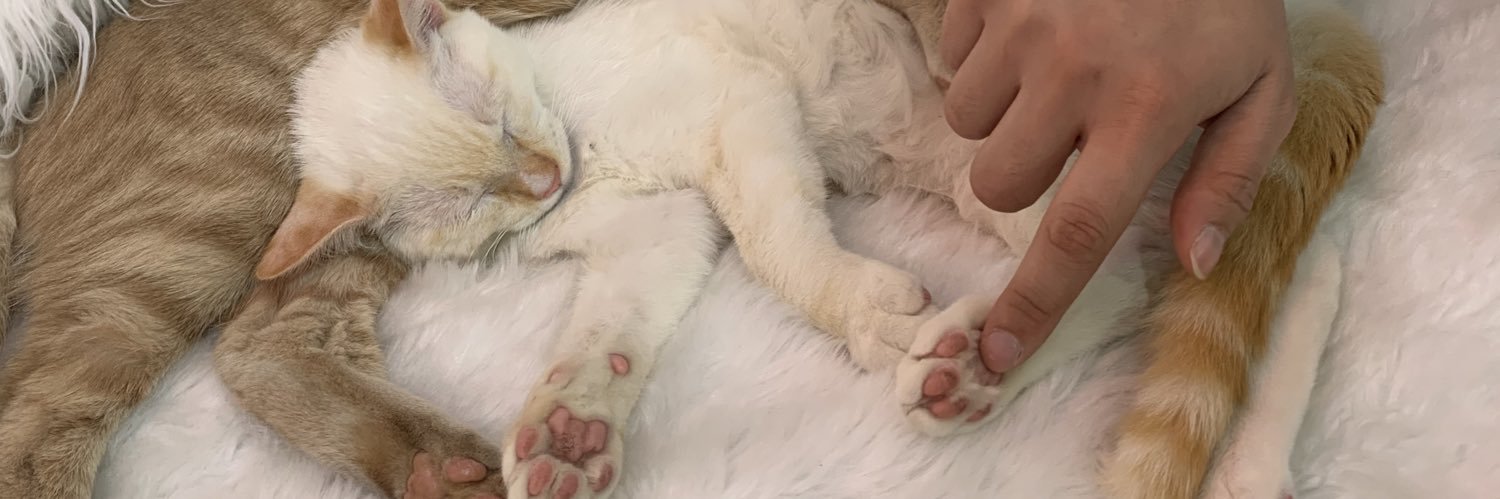 miniboe's profile banner image