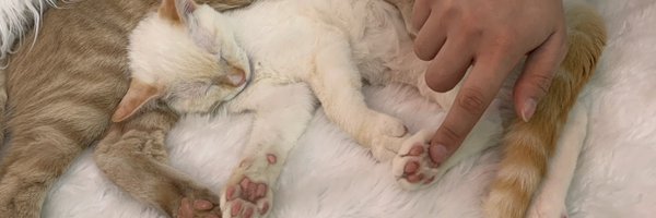 miniboe Profile Banner