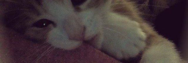 sxndxxy banner
