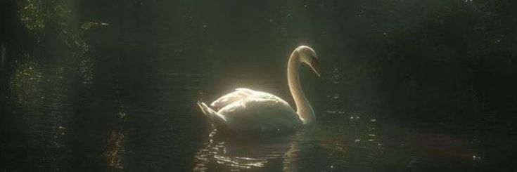 𝑌𝑢𝑎𝑛 𝐿𝑖𝑢 🦢 banner