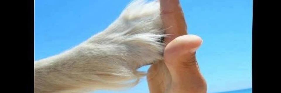 FabyRivas_72's profile banner image