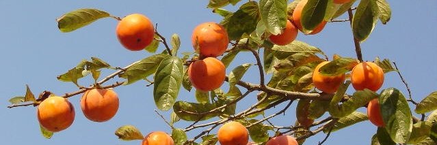 clioneLimacina banner