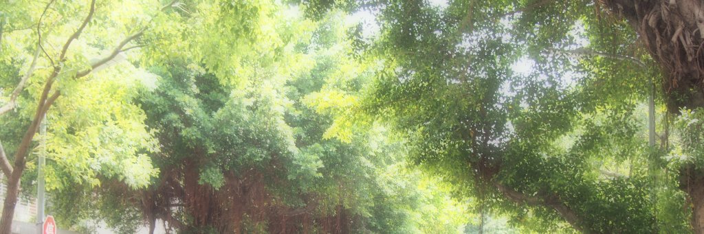 riko_ynz's profile banner image